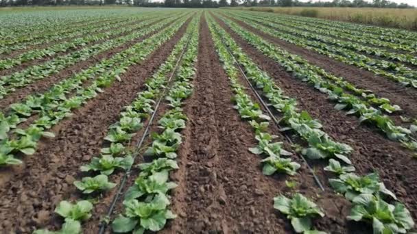 Campo agricolo con piante verdi. — Video Stock