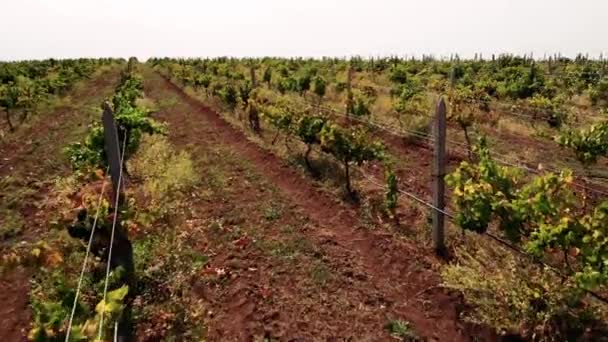 Rijen van wijnstokken groeien op het platteland. — Stockvideo