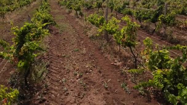 Молодое виноградное поле в солнечный день . — стоковое видео