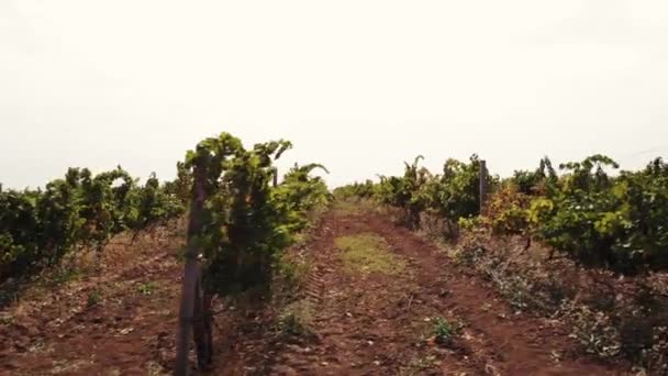 Young vineyard field in summer. — Stock Video