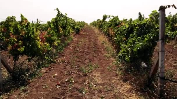 Jeunes vignobles en rangées . — Video