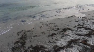 Denizanası ile sahilde yuvarlanan dalgalar.