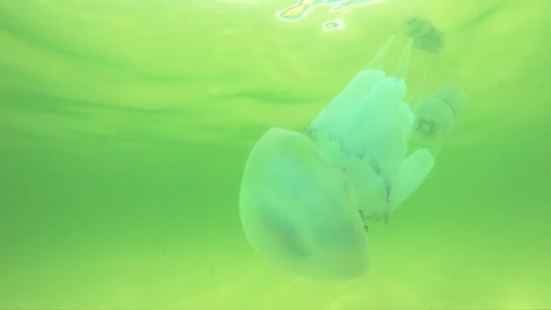 Jellyfish swimming in clear water. — Stock Video