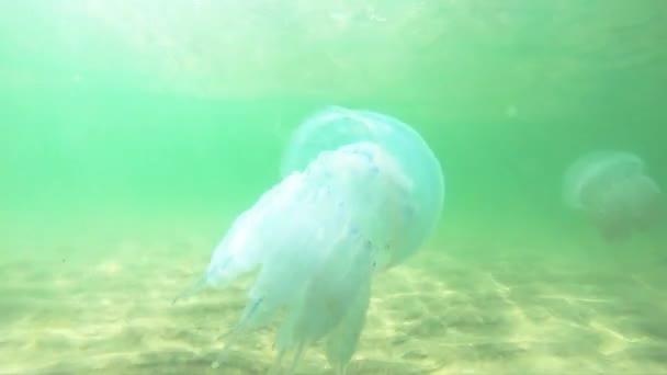 Medusas translúcidas nadan en el agua clara . — Vídeos de Stock