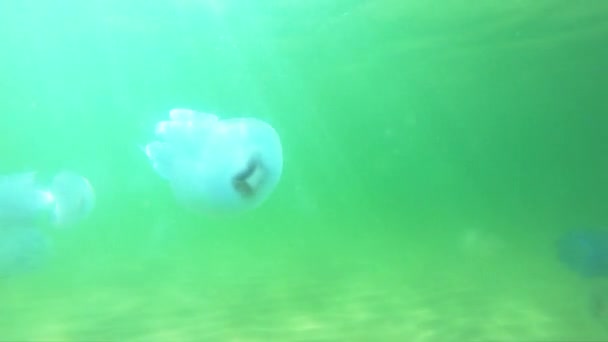 Méduse méduses sous-marines sur fond vert . — Video