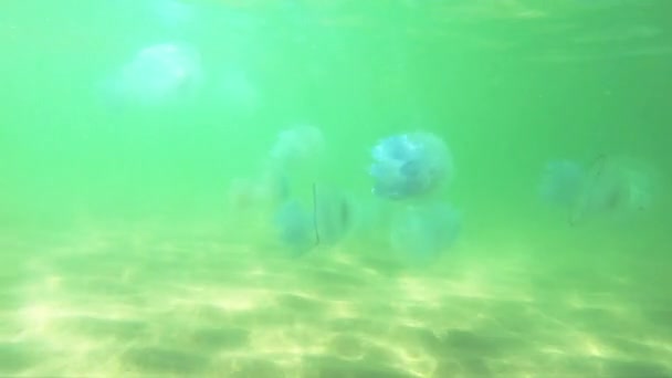 Hermosas medusas flotando en el agua de mar . — Vídeo de stock