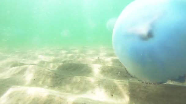 Μεγάλες Μέδουσα που επιπλέουν υποβρύχια στη μαύρη θάλασσα. — Αρχείο Βίντεο