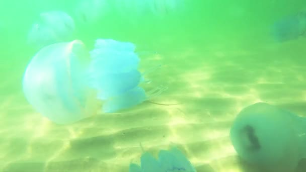 Muchas medusas flotando en el agua en un día de verano . — Vídeos de Stock