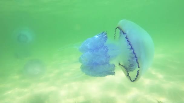 Primer plano de medusas nadando bajo el agua . — Vídeos de Stock