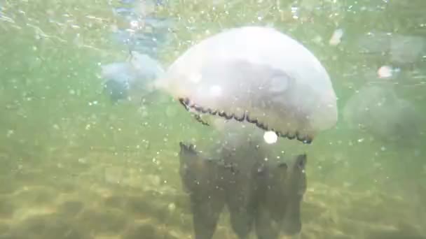Крупный план медузы в воде на пляже . — стоковое видео