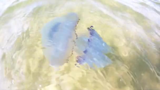 Kıyıya yakın su altında yüzen denizanaları. — Stok video