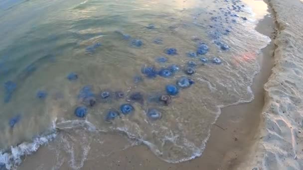 Molte meduse vive e morte sulla costa del Mar Nero . — Video Stock