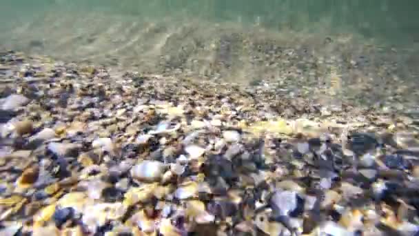 조개와 파도가 있는 바다 바닥. — 비디오