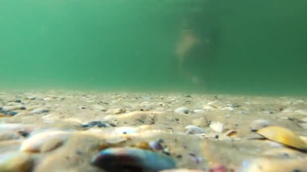 Vista submarina con el hombre de buceo . — Vídeo de stock