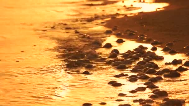 Muitas medusas mortas na costa arenosa ao pôr-do-sol . — Vídeo de Stock