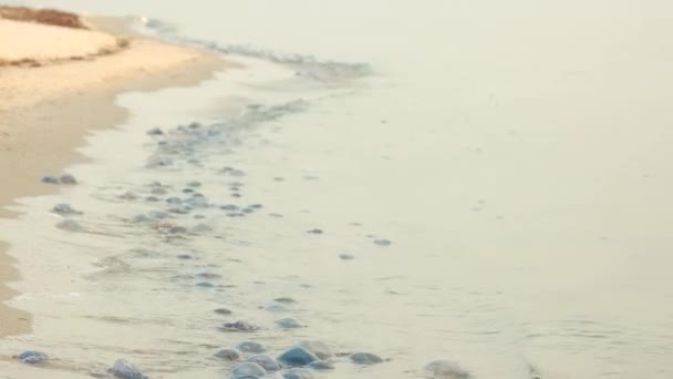 Kumlu sahilde birçok ölü ve canlı denizanası. — Stok video