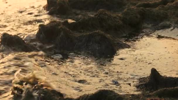 Dirty sea water close up. — Stock Video