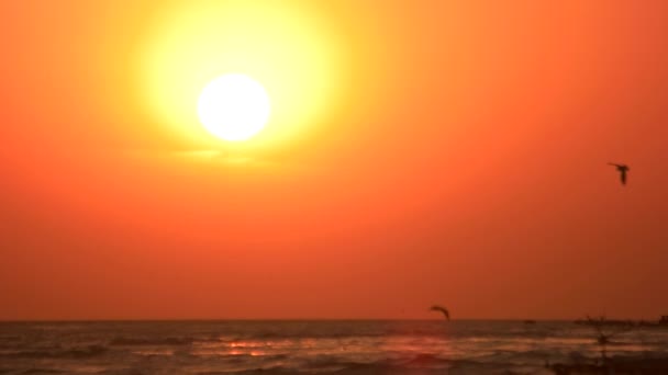 Ιπτάμενα πτηνά πάνω από τη θάλασσα κατά το ηλιοβασίλεμα. — Αρχείο Βίντεο
