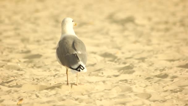 Seagull stojący na piasku. — Wideo stockowe