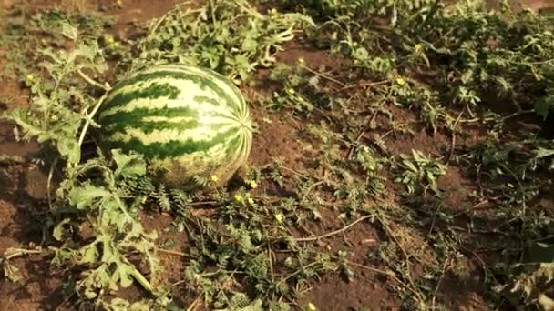 Grüne Wassermelone wächst im Garten. — Stockvideo