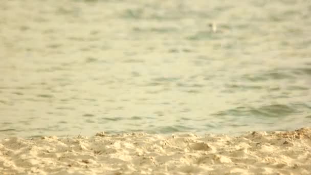 Vistas marinas en la costa del mar con agua ondulada en la playa de arena . — Vídeo de stock