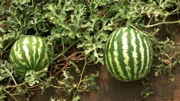 Zwei große Wassermelonen auf dem Melonenfeld. — Stockvideo