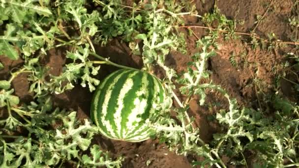 Sandías maduras en el campo de melón entre hojas verdes . — Vídeos de Stock