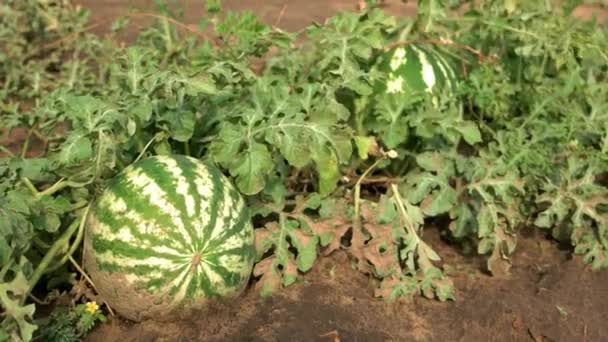 Gestreifte Wassermelonen zwischen Blättern nach Regen. — Stockvideo
