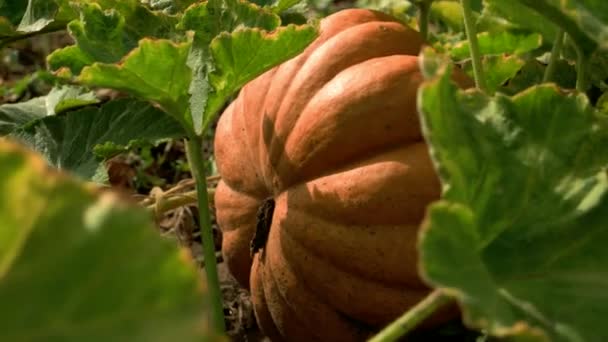 Big orange pumpkin growing on the field. — Stock Video