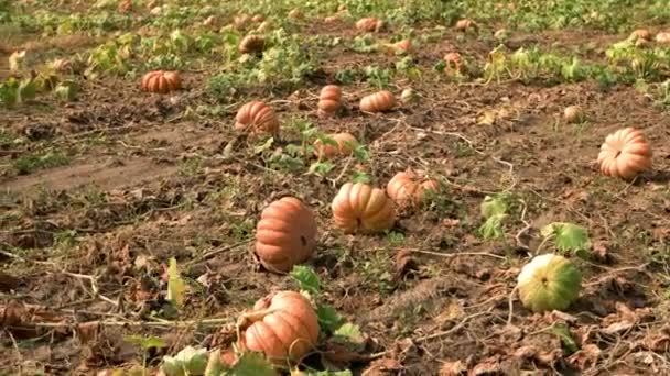 Abóboras crescendo em um campo no outono . — Vídeo de Stock