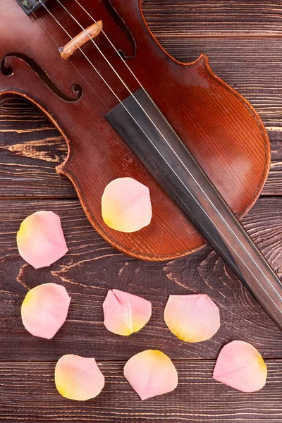 Violon brun et pétales de rose . — Photo