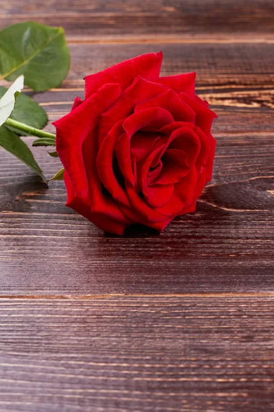 Rosa vermelha fresca e espaço de cópia . — Fotografia de Stock