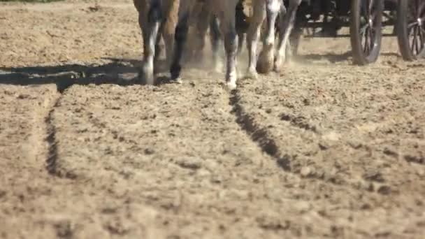 Pferde galoppieren vor einer Kutsche. — Stockvideo