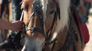 Dizgin takan at portresi.