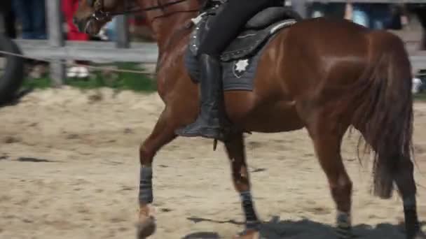 Polizist reitet auf braunem Pferd. — Stockvideo
