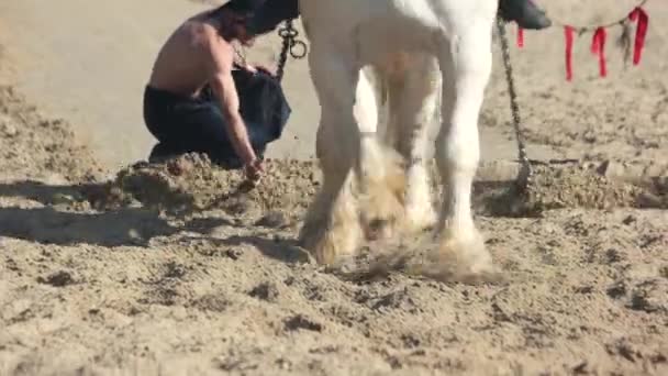 Show de cavalos no parque Kievan Rus . — Vídeo de Stock