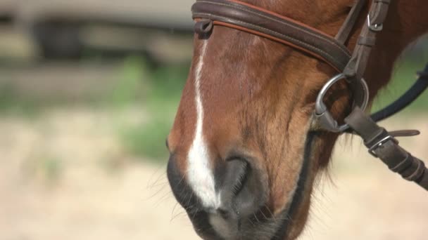 Oko piękny brązowy koń z bliska. — Wideo stockowe