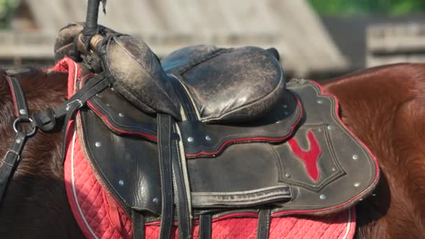 Selle vintage sur un cheval brun un jour d'été . — Video