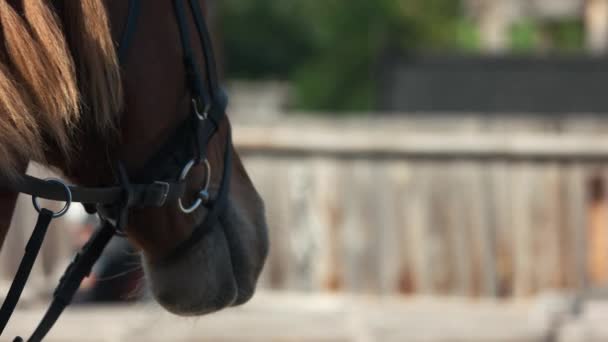 Portrait of beautiful brown horse. — Stock Video