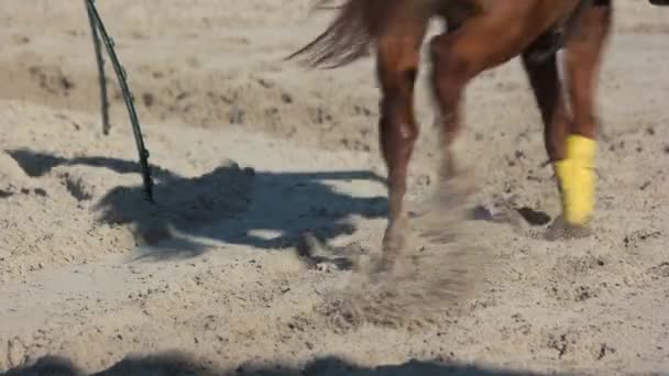 Cascos de cavalo galopando no chão de treinamento . — Vídeo de Stock