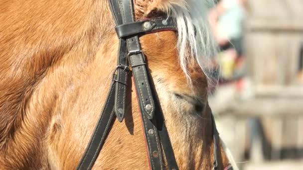 美丽的马在腰带的特写头. — 图库视频影像