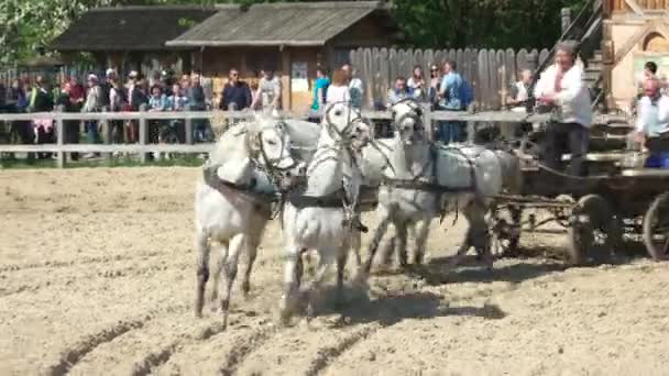 Gente en trajes cosacos montando un caballo con carruaje . — Vídeo de stock