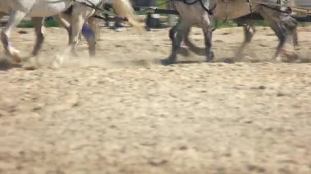 Chevaux tirant un chariot à travers un champ poussiéreux . — Video