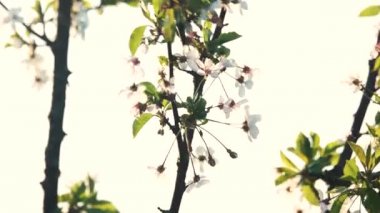 Beyaz çiçekli kiraz ağacının dalı.