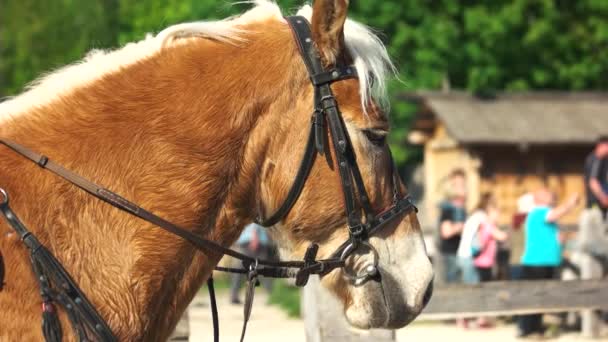 Mooi paard in hoofdstel buiten. — Stockvideo