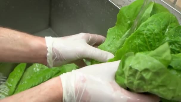 Руки мыть свежий салат . — стоковое видео