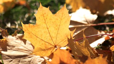Zeminde sonbahar sarı yaprakları yakın.