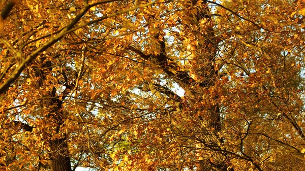 Orange autumn leaves shining in sun.