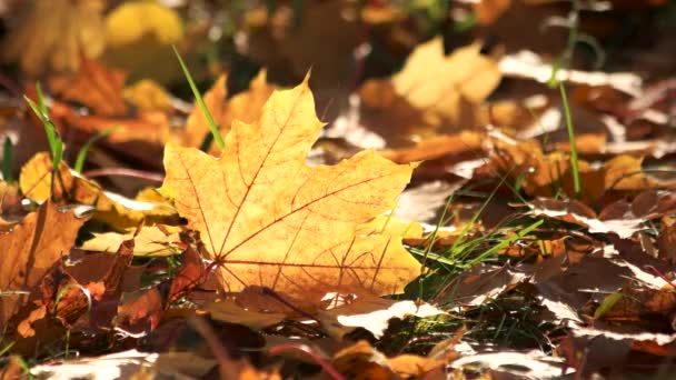 Φθινοπωρινά φύλλα στο φως του ήλιου. — Αρχείο Βίντεο