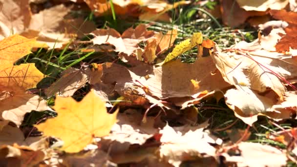 Gedroogde bladeren in herfst bos. — Stockvideo